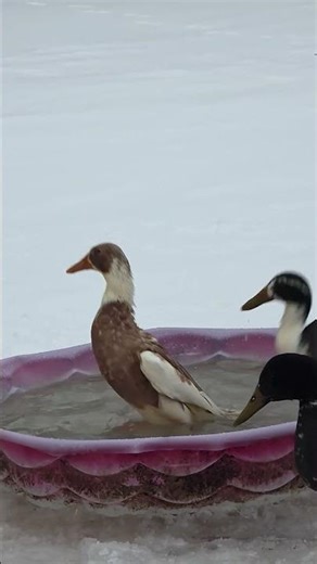 One Duck Bathing… Another Couldn’t Resist 💦😅🦆 #water #minnesota #oddlysatisfying #asmr #runnerducks