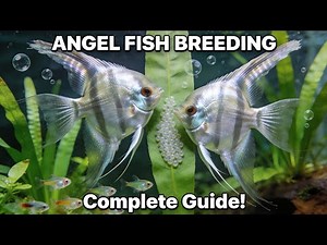 Angel fish breeding | How to breed Angelfish | Angelfish male and female difference.