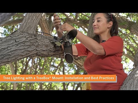 Tree Lighting with a TreeBox Mount: Installation and Best Practices