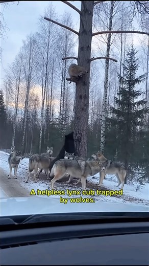 A pack of wolves surrounded the little lynx.#animals #shorts