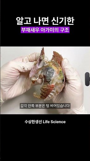 The fascinating structure of fan shrimp gills