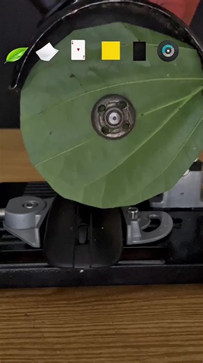 Which one can cut mouse #viral #experiment #fyp #grow