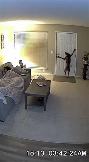 Dog Refuses to Stay Inside 30 Seconds Before Earthquake