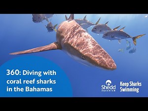 360: Diving with Coral Reef Sharks in the Bahamas