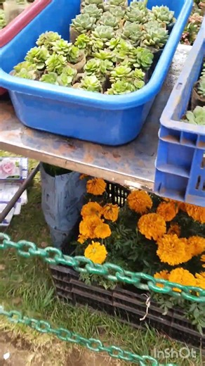 128th flower show #botanical garden #ooty