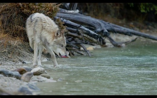 【动物纪实】B-roll 素材 - 灰狼 | Grey Wolves in Nature - PART 2