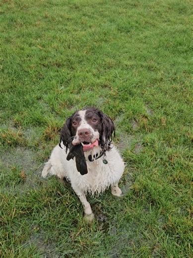 Wet weather?? Miserable?? Not for the spaniel 🤣 My thoughts are with all spaniel owners at this time who are being dragged out in the rain to muddy fields #spaniel #dog #wet #rain #timeofhislife