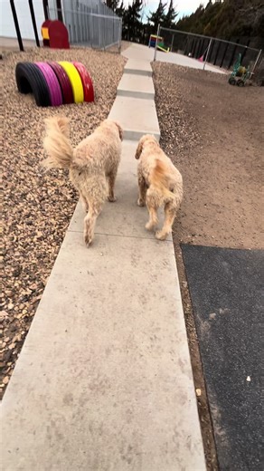 To every pet parents who trusts us with their pups-thank you. Your support means everything. We care for each dog like family, and that’s what makes every day at Happy Tails so rewarding🐾