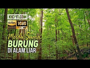 Merdu Suara Kicauan Burung Di Hutan Alam Liar