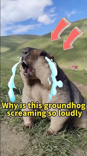 Why is this groundhog screaming so loudly?