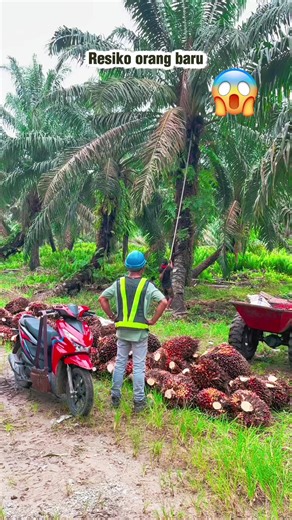 Resiko Dalam Berbisnis Kelapa Sawit