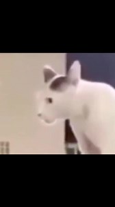 Cat meme ideas: hilarious Chungus cat moments