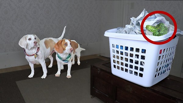 Dogs Go on Broccoli & Bacon Treasure Hunt in Funny Challenge
