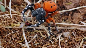 L’un des plus beaux araignées que j’aie jamais vues