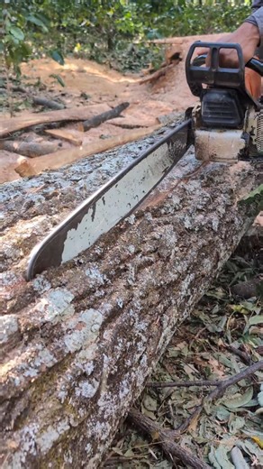 Aserrando árbol de cedro 💪🔥 #chainsaw #sthil #asmr #madera #woodworking