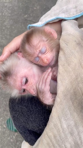The mother monkey covered her two baby monkeys with a blanket to keep them warm.