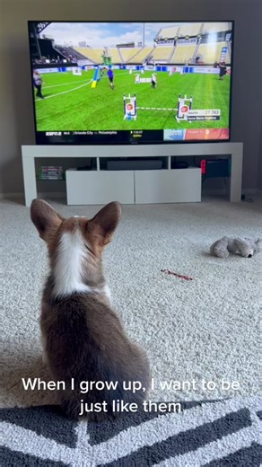 Short Legs, Big Dreams: Adorable Corgi Journey