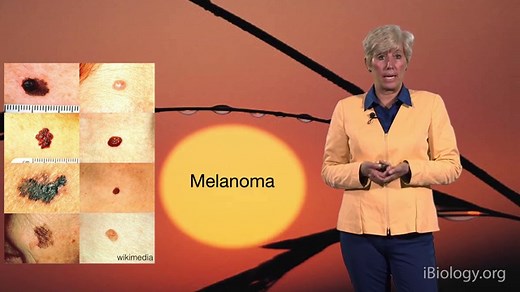 Cell Cycle Regulation • iBiology