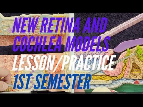 NEW RETINA AND COCHLEA MODELS: Lesson and Practice