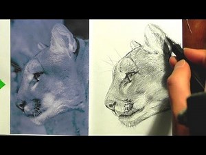 How to draw a Mountain Lion -lesson 2 in -realism drawing tips.