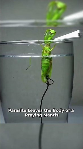 Parasite Leaves the Body of a Praying Mantis