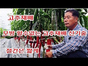 고추재배 신기술ㆍ 실전 고추재배ㆍ다수확의 정석 ㆍ텃밭농사ㆍ고추농사ㆍ