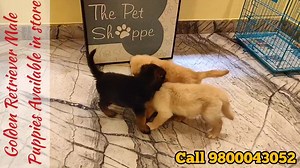 4.6K views · 118 reactions | Healthy Male Golden Retriever puppies ready in store.. Come n take home your new member.  Call / Watsapp 9800043052 for details. Music: King Musician: Jef | The PET Shoppe Siliguri | Facebook