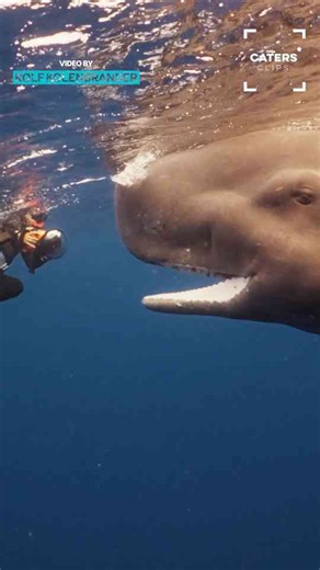 Playful baby sperm whale chases divers underwater