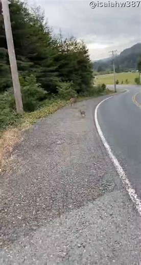 Friendly Fawn Comes By For Head Scratches.