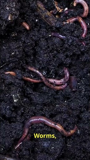 Stop Digging Your Raised Beds (BIG Mistake)!