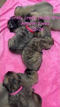 Prissy litter. LonelyCreek bullmastiff