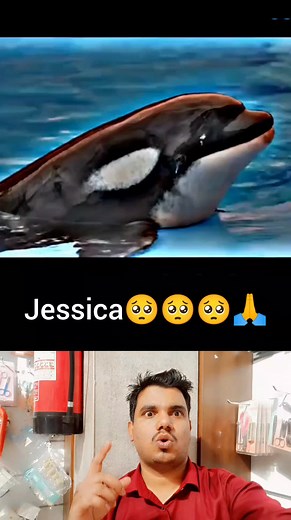 31K views · 542 reactions | 1Dolphin crying in memory of Jessica #reelsvideoシ #reels #viral #trending #usa #foryou | Old is gold | Facebook