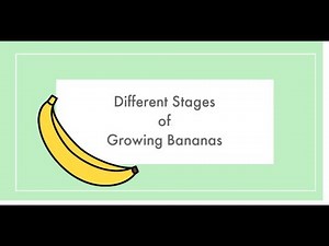 Different stages of banana tree growth