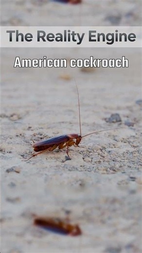 American cockroach | Part 1 | #facts #reality #learning #cockroach