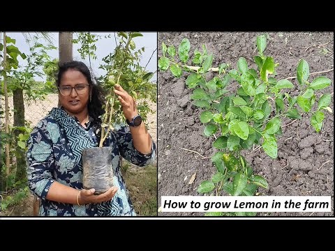 How to plant lemon tree in the farm