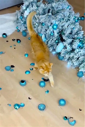 Thank You, Cat: A Heartwarming Moment