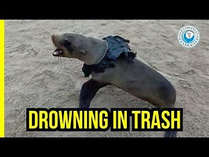 Seal Rescue Chaos: Cape Cross Is Overwhelmed