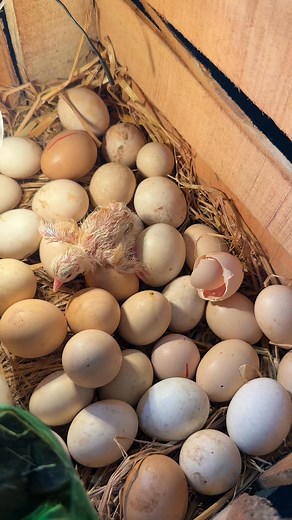 376K views · 3.2K reactions | Amazing idea to hatch an chicken eggs | Mian Inventions | Facebook