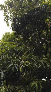 unripe mangoes hanging on branch. Green mangoes fruit hanging on tree.
