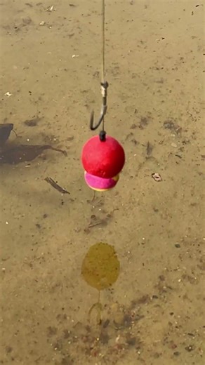 This Is How Pro Anglers Catch Carp #fishing #carpfishing #technique #shorts #baitrig #рыбалка
