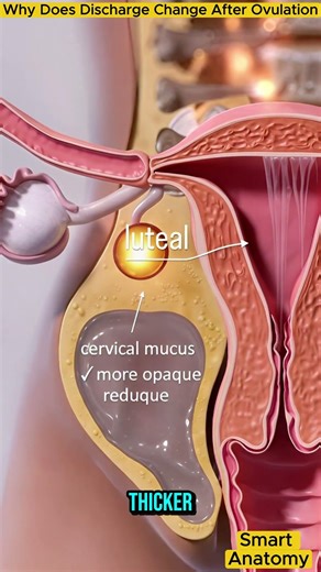 Why Does Discharge Change After Ovulation? | Hormone Science Explained