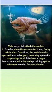 #VIRAL / PYAR MEIN ANDHA HONA / A UNIQUE PROCESS OF REPRODUCTION #viral #aquaticlife #anglerfish