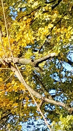 When an ash tree leaning precariously against a beech tree threatens the teaching Apiary hives and Association hut, you need professional help. Tree surgeon professionals Jason and Alistair were a pleasure to watch as the Apiary management team stayed on terra ferma. From Alistair's new sling shot to bring the scaling ropes up to the wire cable winch to stabilise the tree, these guys knew what they were doing throughout. Although one hive needed sealed and moved, the bees behaved throughout the 