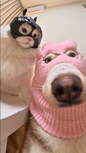 funny video #funny #funnyshorts #funnyvideo