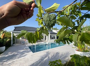 Geffner Atemoya (Annona squamosa x Annona cherimoya Sämling) - Etsy.de