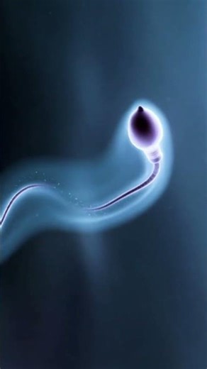 How Fast Sperm Actually Move 😳#spermmeetsegg #conception #humandevelopment