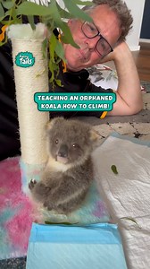 101K views · 4.4K reactions | This lil koala's learning all his climbing skills!  #beautiful #naturelovers #fun #wildlife #love | Furry Tails | Facebook