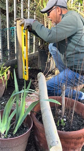 Smart technique for planting large tree trunks without failure #shorts #farming #hacks