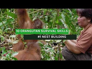 #1 Nest Building - 10 Orangutan Survival Skills!