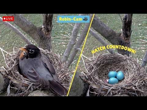 🔴 LIVE 24/7 Robin Nest Cam (Day 3) | HATCH COUNTDOWN